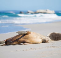 Cape Gantheaume Conservation Park and Wilderness Protection Area - C Tourism
