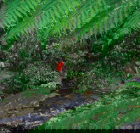 Goldsborough Valley Wooroonooran National Park - C Tourism