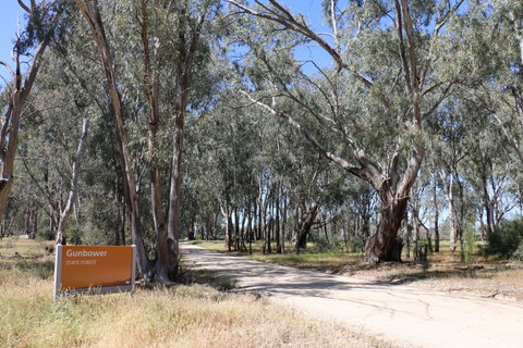 Gunbower Island Forest Drive - C Tourism 2