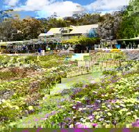 Kate's Berry Farm - C Tourism