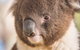 Kyabram Fauna Park - thumb 0