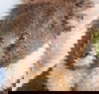 Kyabram Fauna Park - C Tourism