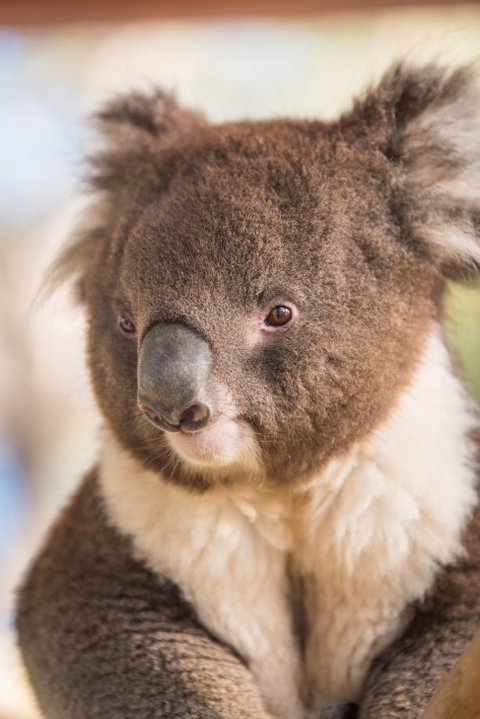 Kyabram Fauna Park - C Tourism 0