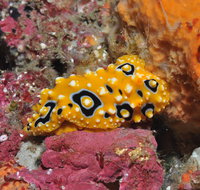 Magic Mountain Dive Site - C Tourism