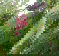 Martin's Orchard - C Tourism