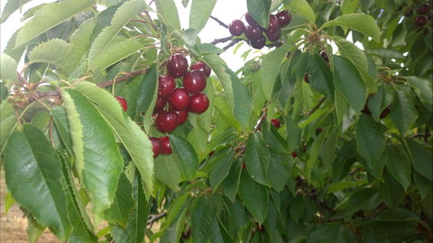 Martin's Orchard - C Tourism 0