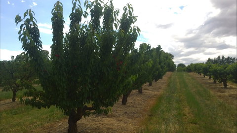 Martin's Orchard - C Tourism 1