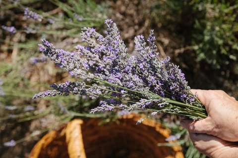 Nannup Lavender Farm - C Tourism 2