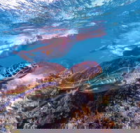 Ningaloo Marine Park - C Tourism