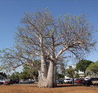 Old Boab Tree in Cavenagh Street - C Tourism