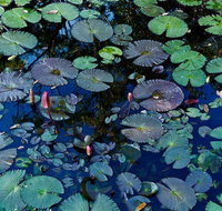 Pine Creek Water Gardens - C Tourism