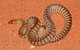 Red Desert Reptiles - thumb 0