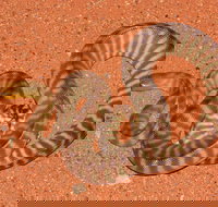 Red Desert Reptiles - C Tourism