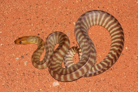 Red Desert Reptiles - C Tourism 0
