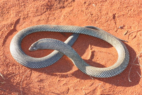Red Desert Reptiles - C Tourism 1