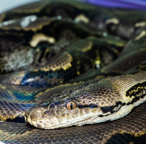 Serpentarium Wildlife Park Tasmania - C Tourism 1