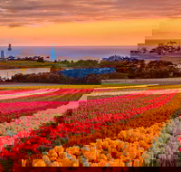 Table Cape - C Tourism