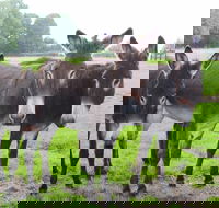 The Good Samaritan Donkey Sanctuary - C Tourism