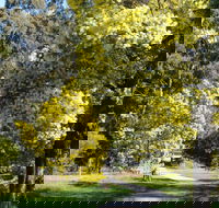 Wattle Park - C Tourism