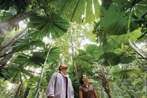 Wet Tropics Rainforest - C Tourism 0