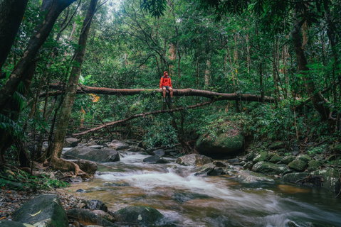 Wet Tropics Rainforest - C Tourism 1