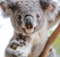 Wild Life Sydney Zoo - C Tourism