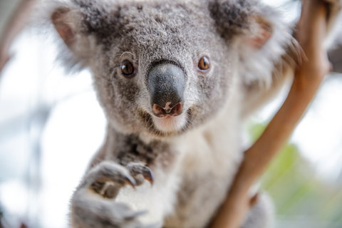 Wild Life Sydney Zoo - C Tourism 0