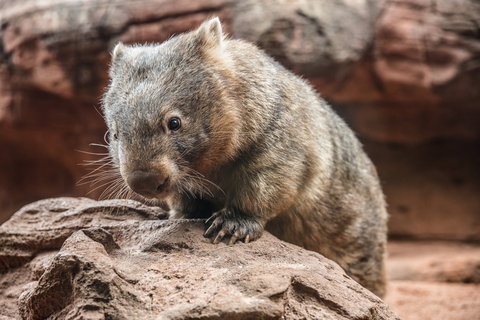 Wild Life Sydney Zoo - C Tourism 2