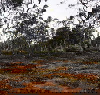 Woylie Walk Dryandra Woodland - C Tourism