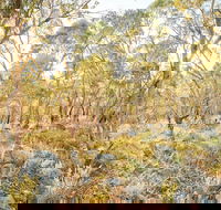 Alpine Views Walk - C Tourism
