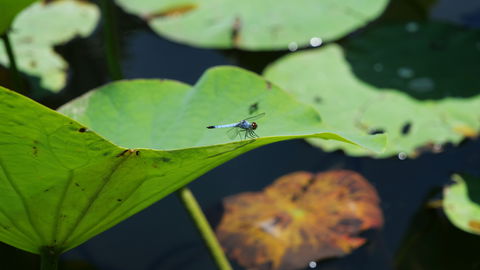 Anderson Park Botanic Gardens - C Tourism 1
