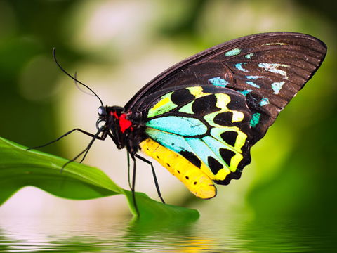 Australian Butterfly Sanctuary - C Tourism 1