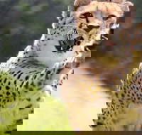 Billabong Zoo Koala and Wildlife Park - C Tourism