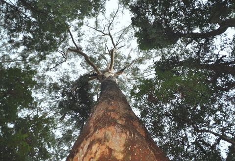 Bird Tree And Benaroon - C Tourism 0
