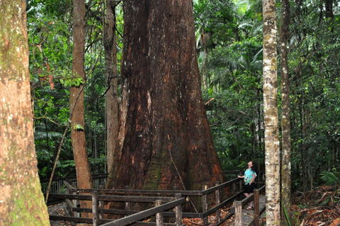 Bird Tree And Benaroon - C Tourism 1