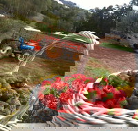 Blue Hills Berries and Cherries - C Tourism