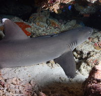 Coral Gardens - C Tourism