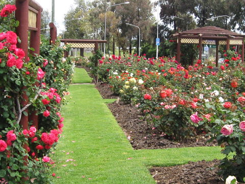 Cowra Rose Garden - C Tourism 0