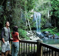 Curtis Falls track Tamborine National Park - C Tourism