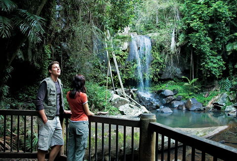 Curtis Falls Track, Tamborine National Park - C Tourism 0