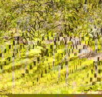 Davies Creek Mountain Bike Park - C Tourism