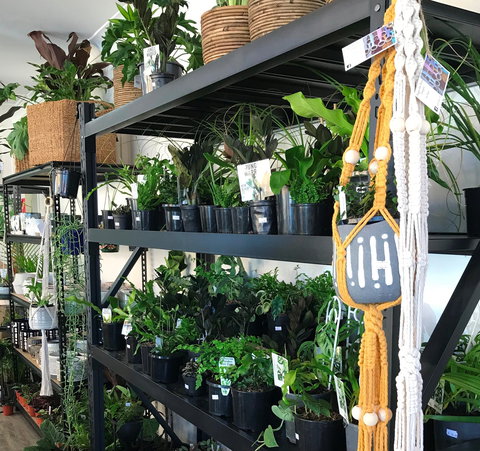 Fancy Plants - C Tourism 0