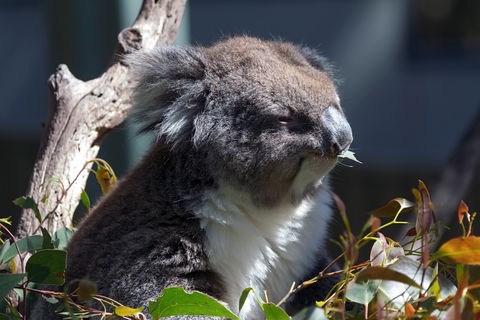 Gorge Wildlife Park - C Tourism 0