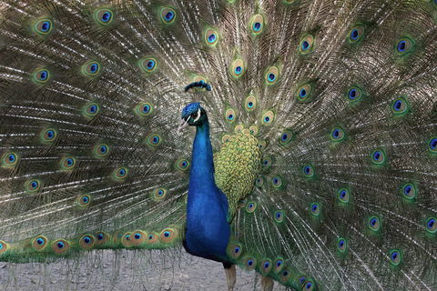 Gorge Wildlife Park - C Tourism 1