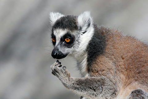 Gorge Wildlife Park - C Tourism 2