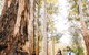 Jarrahland Wildflower Trail - thumb 0