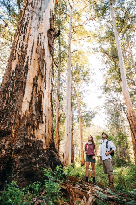 Jarrahland Wildflower Trail - C Tourism 0
