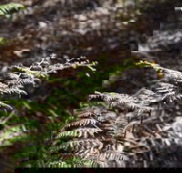 Langwarrin Flora and Fauna Reserve Walking Trails - C Tourism