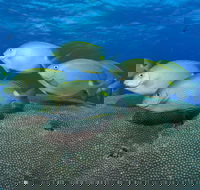 Lodestone Reef - C Tourism