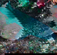 Middle Reef Dive Site - C Tourism